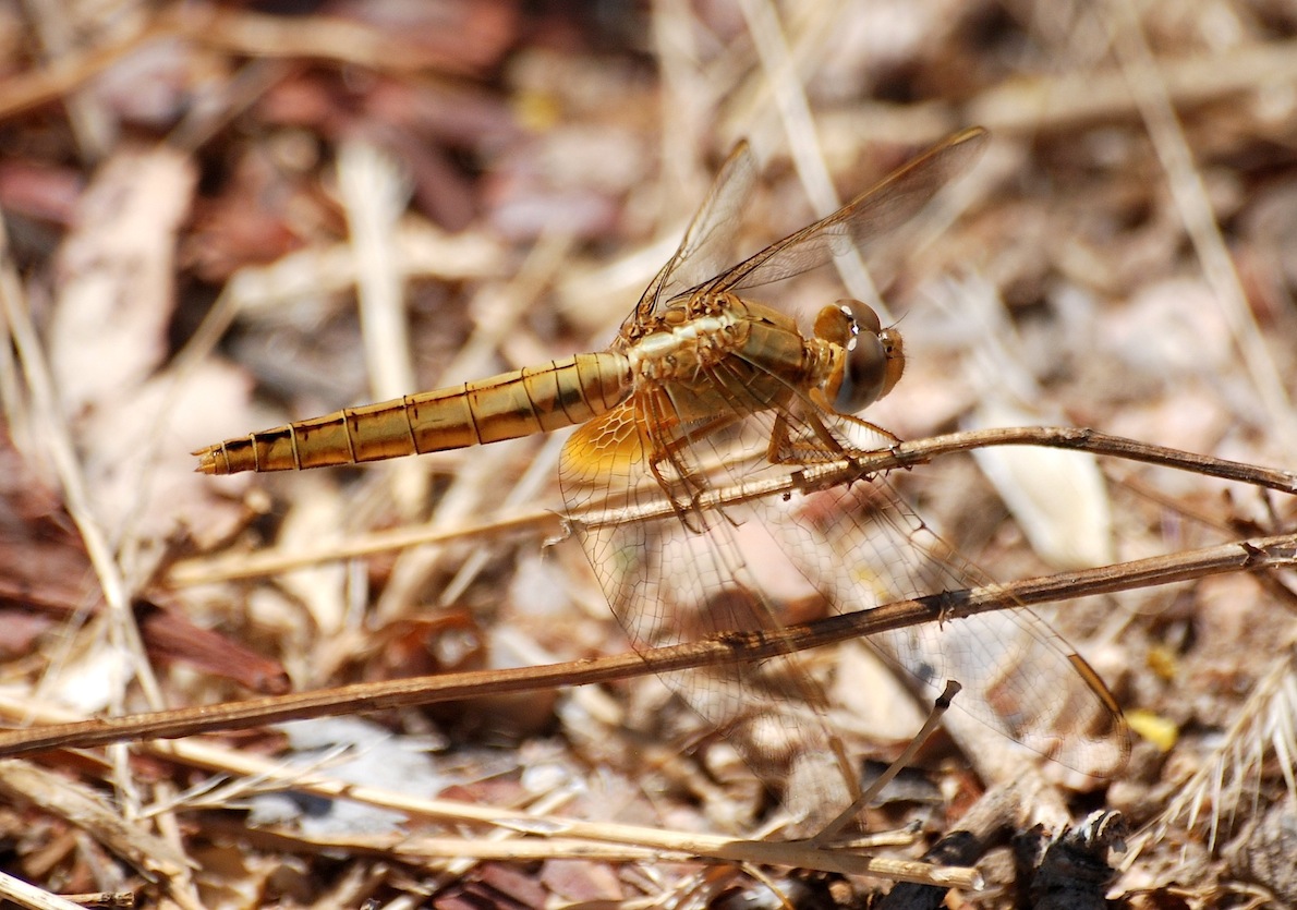 Parliamo di: Scheda Crocothemis erythraea